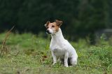 JACK RUSSEL 226